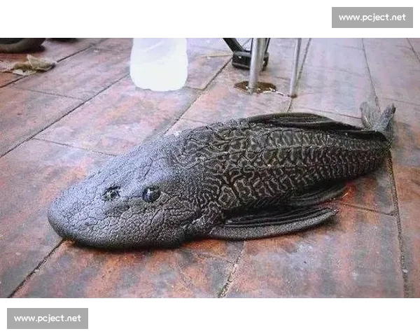 清道夫生态角色解析与其在自然界中的重要性及保护现状探讨